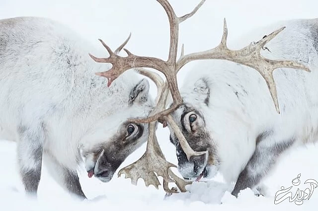 عکس های حیاتوحش برگزیده امسال را تماشا کنید